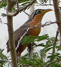 lesser ground cuckoo. photo by Alexander Alvarado  of Honduran Birds