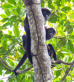 mantled howler monkeys