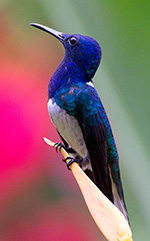 white-necked jacobin at the lodge at pico bonito