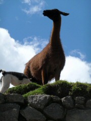 llama and kid machu picchu