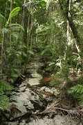 stream and rainforest