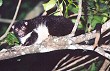herbert river ringtail possum